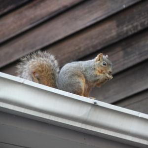 How To Keep Animals Out of Your Chimney - Charlottesville VA - Chimney Guys squirrel
