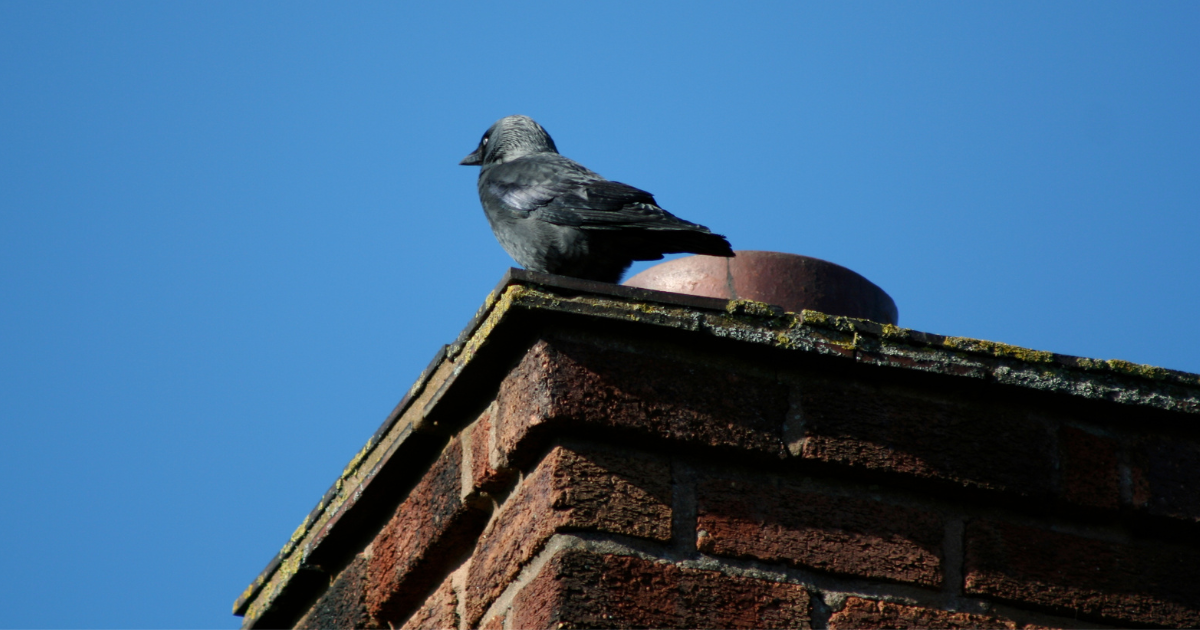 How To Keep Animals Out of Chimneys Charlottesville VA Chimney Guys