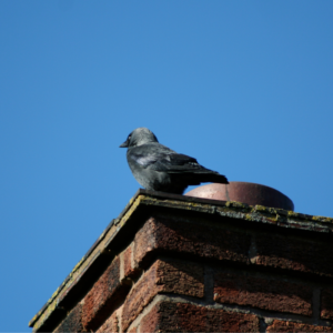 How To Keep Animals Out of Your Chimney - Charlottesville VA - Chimney Guys bird