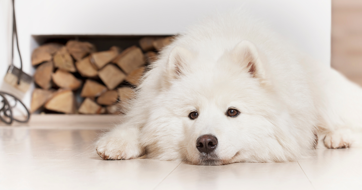 Creosote Sweeping Logs Do They Work? Charlottesville VA The