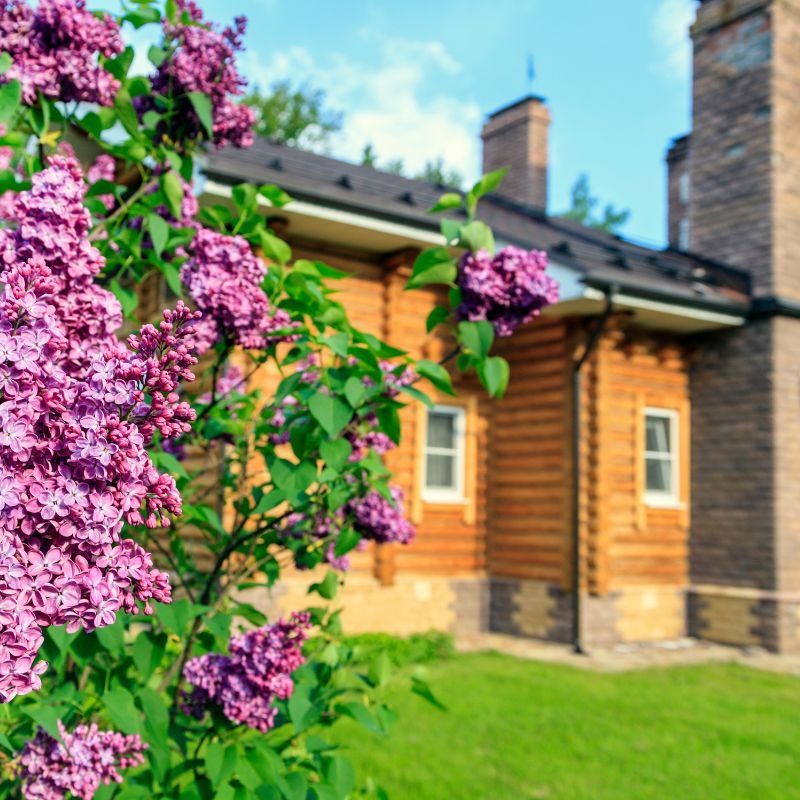 a blossom of purple flowers with a house with chimneys in background